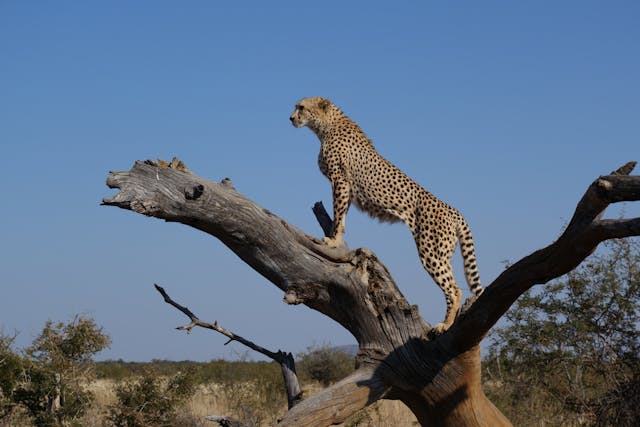 Safari en Tanzanie: les endroits les plus suggestifs à visiter