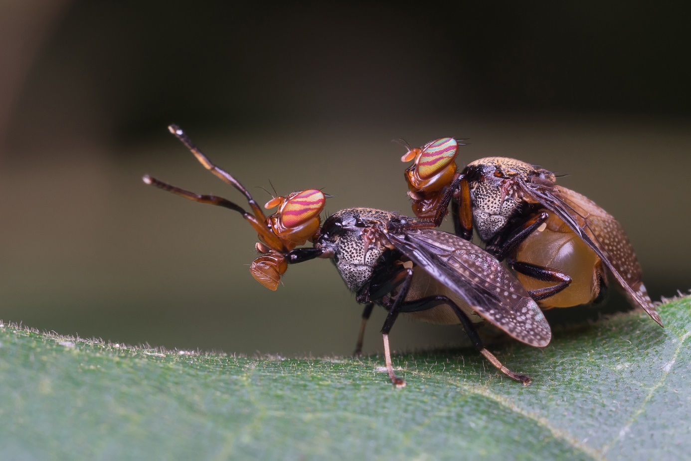 Ces insectes qui dévorent vos plantes maison : un danger insoupçonné pour la santé